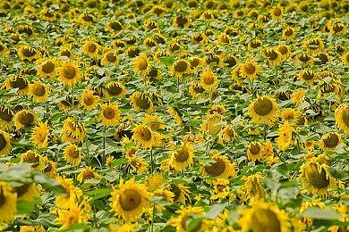 万智牌“黑莲花”拍出300万美元天价 引众多玩家质疑